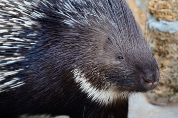 porcupine prickly animal with needles on its back, a resident of the zoo.