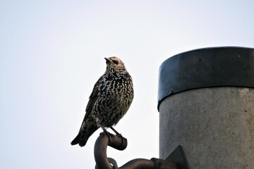 A beautiful iridescent black common starling with white dots on its feathers sitting on metal hook attached to a concrete pole, bluish background