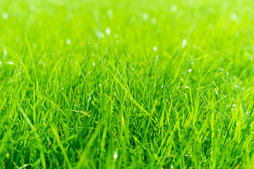 Juicy lush green grass on meadow with drops of water dew in morning light. Beautiful artistic image of purity and freshness of nature, copy space. Shallow depth of field.