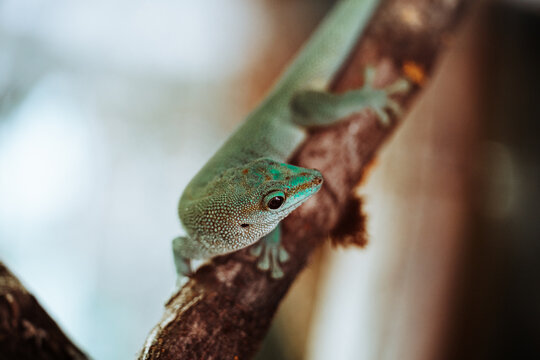 chameleon on a branch