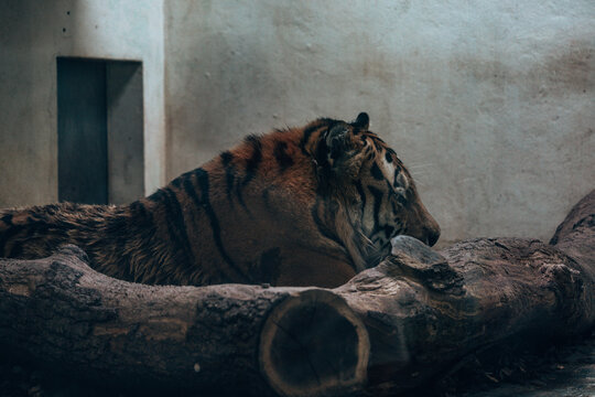 tiger in the zoo