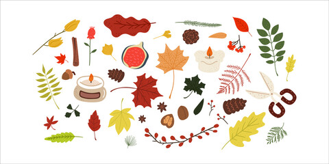 Collection of Autumn colored leaf, Autumn, Fall,Maple leaf ,berries, season