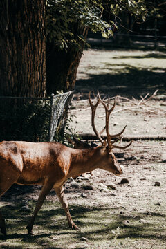 deer in the woods