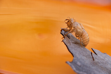 Fantasy or reality? Real or uncertain?
Cicada skin after a change of body wrap that is exposed in the nature of the forest