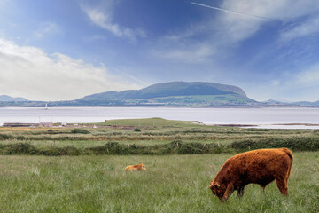 Brown cows in a green field, Atlantic ocean and Knocknarea hill in the background. County Sligo,...