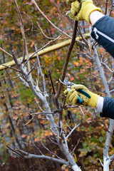 Pruning trees in autumn garden. Close-up of man's hands in yellow gloves and pruning shears...
