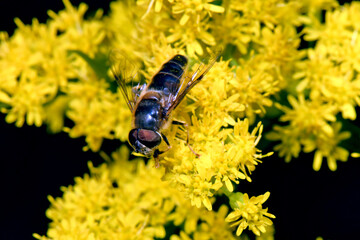 Wald-Mistbiene, Gemeine Keilfleckschwebfliege - Männchen // European hoverfly - male (Eristalis...