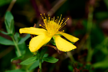Perforate St John's-wort // Echtes Johanniskraut (Hypericum perforatum)