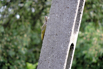 The juvenile European green woodpecker climbing up a concrete pylon, green blurred trees in the background