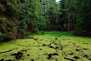 Wald-Weiher // Pond 