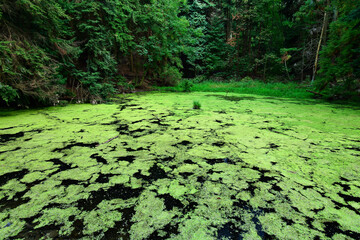 eutrophierter Wald-Weiher // eutrophication of a pond 
