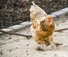 schönes Huhn in einem kleinen Freizeitpark
