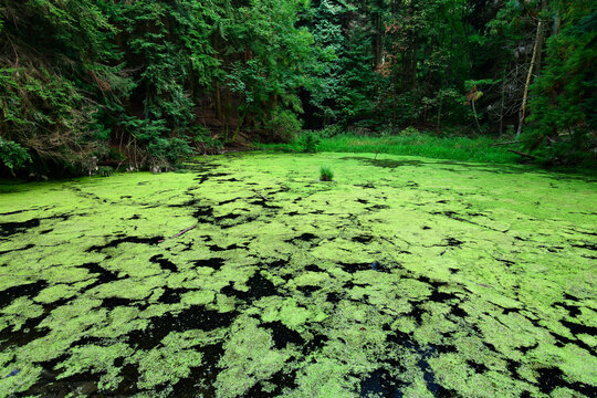 eutrophierter Wald-Weiher // eutrophication of a pond 