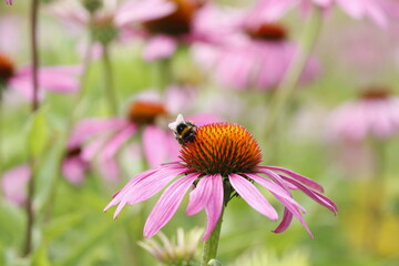 coneflower field