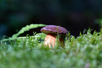 Imleria badia - edible mushroom. Fungus in the natural environment. example of bay bolete - Imleria...