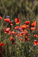 poppy flowers in the field