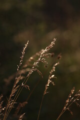 grass in the wind