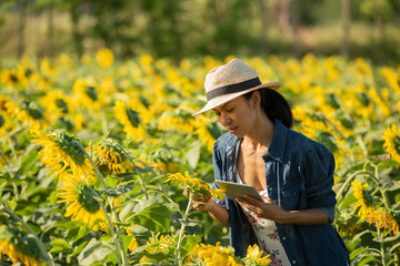agronomist with a tablet in his hands works in field with sunflowers. make sales online. the girl works in field doing the analysis of growth of plant culture. modern technology. farming concept.