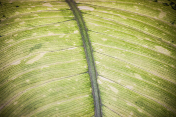 leaf texture