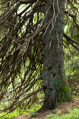 European spruce (Picea abies) tree that grows high in the Carpathian mountains. The trunk of the old European spruce (Picea abies) that grows naturally in the Carpathians.