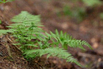 Dryopteris carthusiana (narrow buckler-fern) is a species of fern of the family Dryopteridaceae.