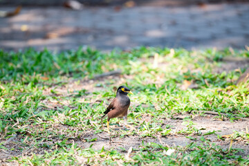 Common Myna