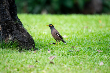 Common Myna