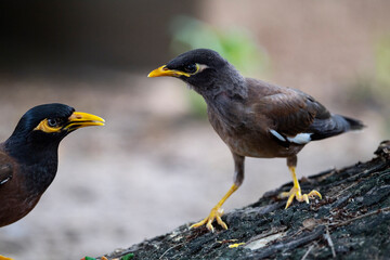 Fototapeta premium Common Myna