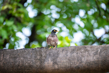 Common Myna