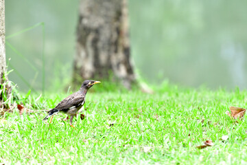 Juvenile common myna
