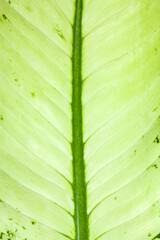 Green leaves