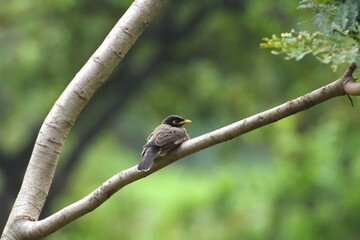 Common Myna