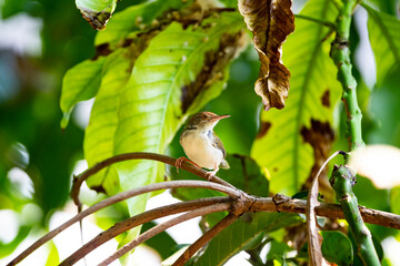 Common Tailorbird