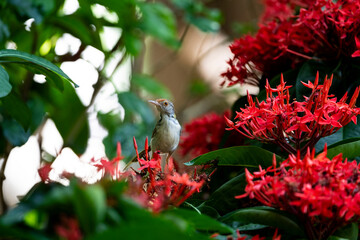 Bird and Flower