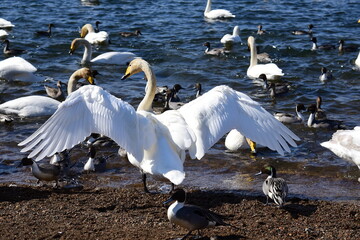 冬の湖畔で翼を広げる白鳥