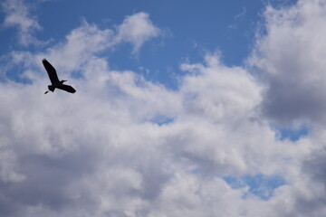 青空・鳥のシルエット