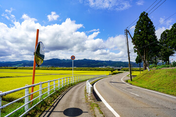日本有数の米処、新潟県南魚沼で収穫前の田んぼの脇を通る道路