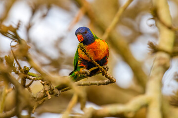 Rainbow Lorikeet in a Coral Tree