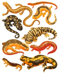Set of Salamander creatures realistic watercolor hand painted