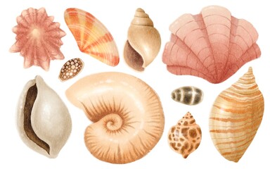 Set of Shell watercolor hand painted