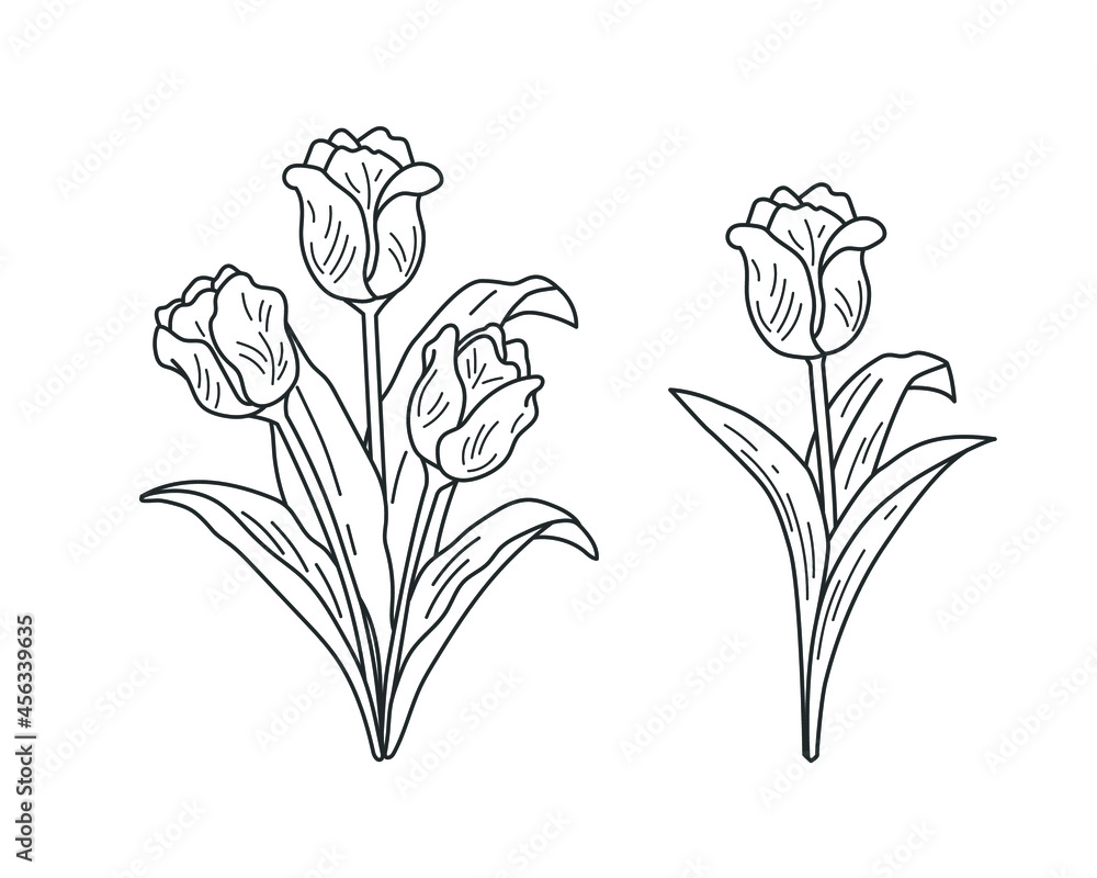 Wall mural set of linear images of tulips. vector illustration