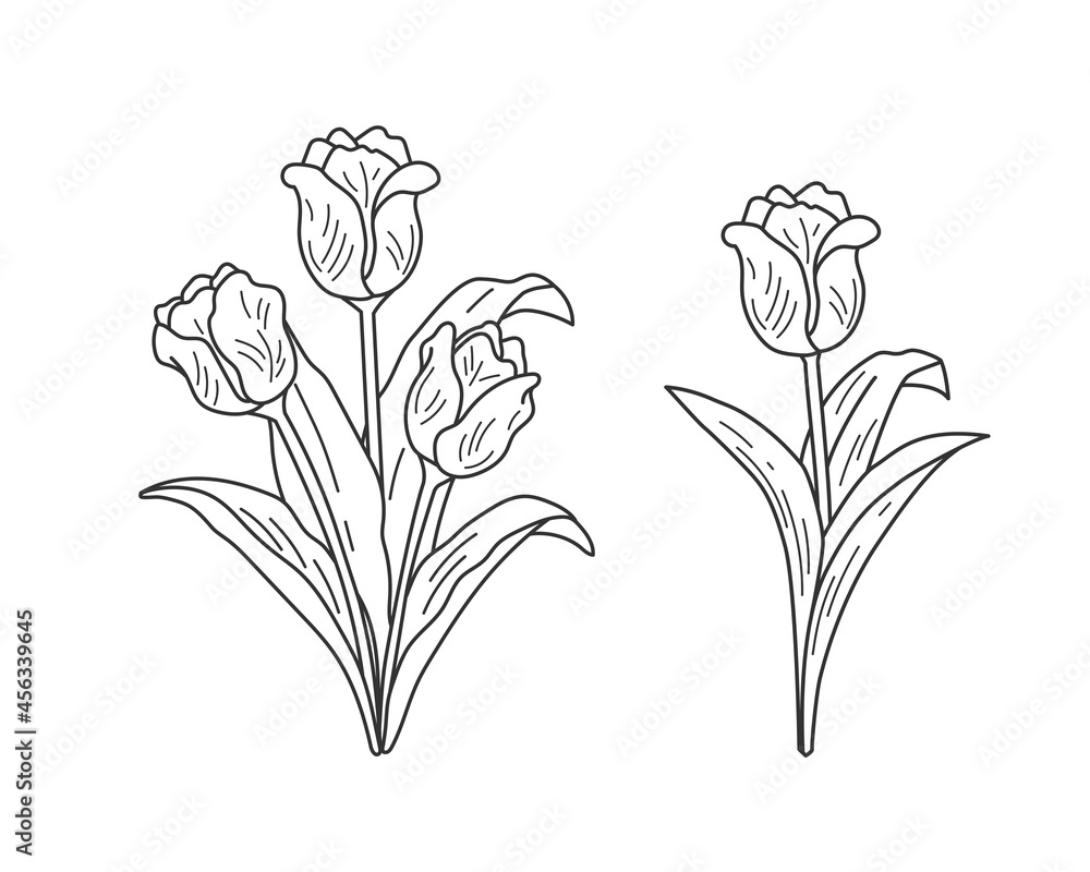 Wall mural set of linear images of tulips. vector illustration
