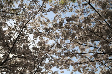 꽃 봄 벚꽃 한국