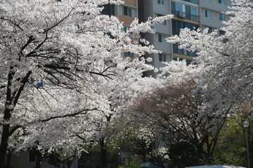 꽃 봄 벚꽃 한국