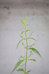 leaves on a wall