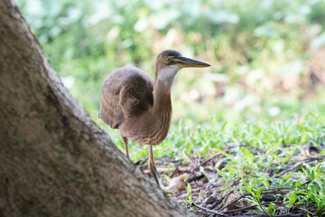 Heron - Family Ardeidae - next to base of tree