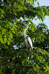 Grey Heron perched in tree probable Ardea cinerea
