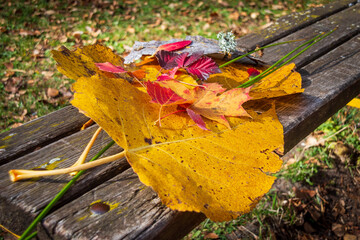 Red and yellow autumn leaves on a park bench