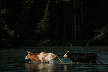 Cows wading across a river in the Altai Mountains © irimeiff