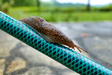 Leopard slug ( Limax maximus) crawling along a hosepipe. Known to be one of the largest keeled slugs.
